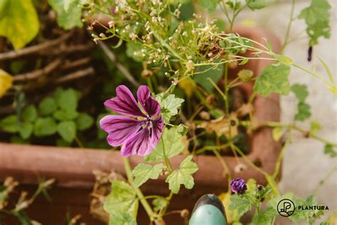 pinay mallow|Mallow: cultivation, care & plant properties .